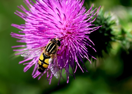 Helophilus trivittatus-1