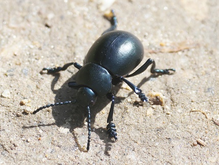 Timarcha tenebricosa