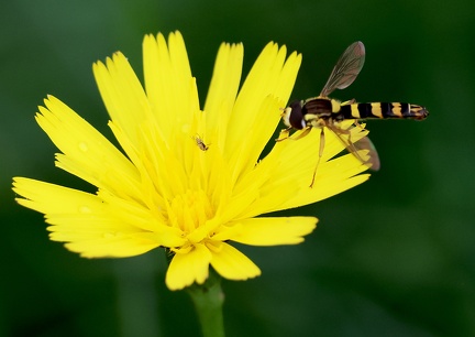 Sphaerophoria scripta-7
