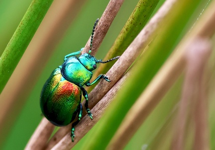  Chrysolina fastuosa-3