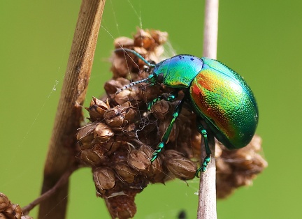 Chrysolina fastuosa-31