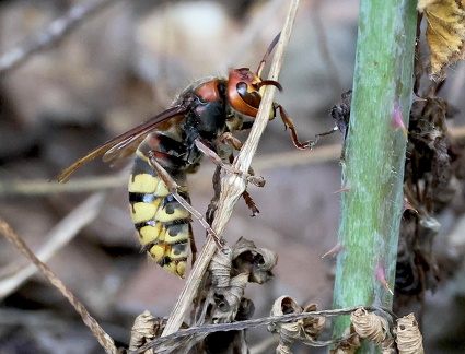 Vespa crabro-1