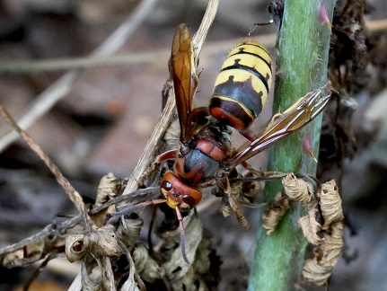 Vespa crabro-2