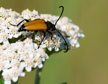 Steictoleptura fulva