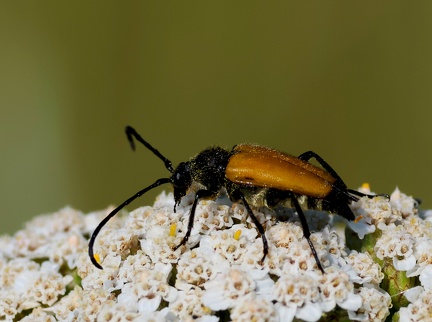 Steictoleptura fulva-2