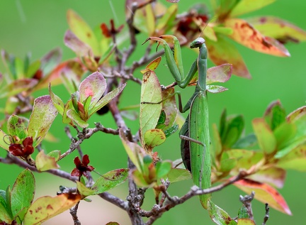 Mantis religiosa