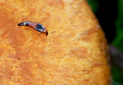 Lordithon lunulatus