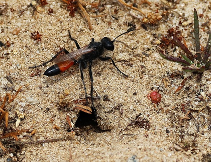 Podalonia hirsuta