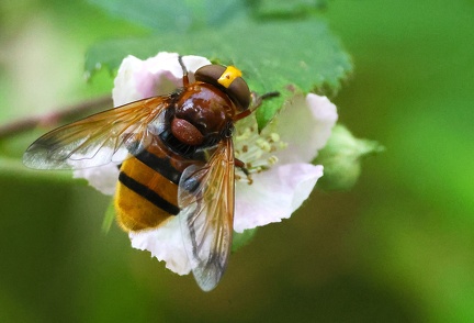 Volucella zonaria
