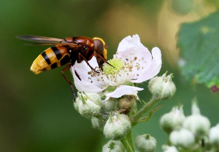 Volucella zonaria-1
