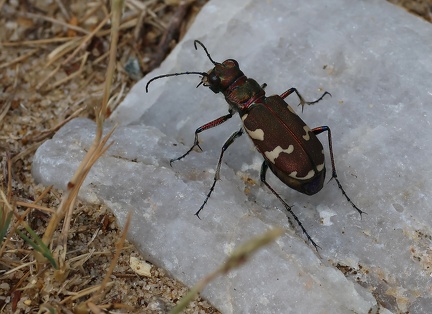 Cicindela hybrida