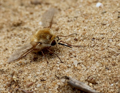 Systoechus ctenopterus