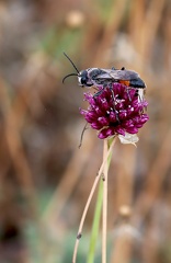 Podalonia hirsuta