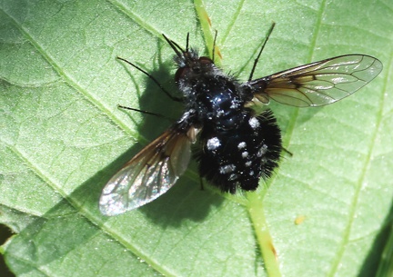 Bombylella atra