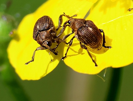 Ceutorhynchus assimilis