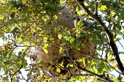 Vespa velutina-4