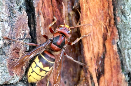 Vespa crabro
