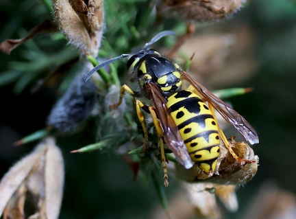 Vespula germanica