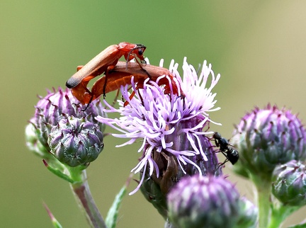 Rhagonycha fulva