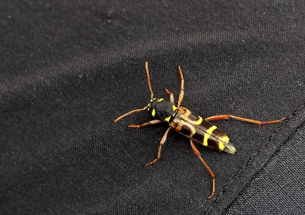 Xylotrechus arvicola