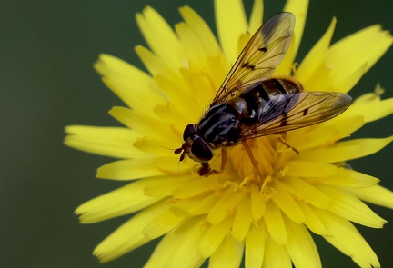 Ferdinandea cuprea