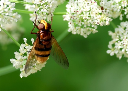 Volucella zonaria-2