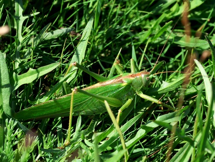 Tettigonia viridissima-2