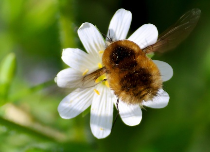 Systoechus ctenopterus