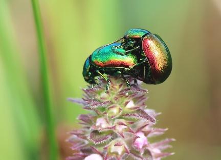 Chrysolina graminis