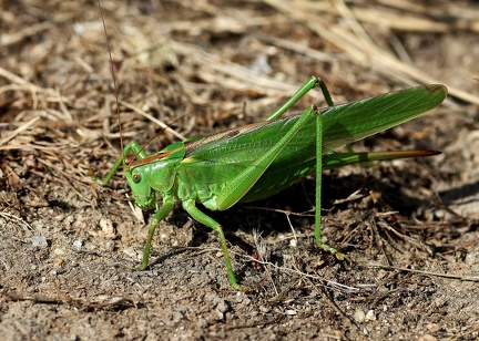 Tettigonia viridissima-1