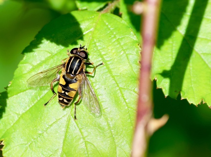 Helophilus pendulus-2