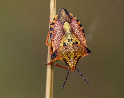 Carpocoris mediterraneus atlanticus