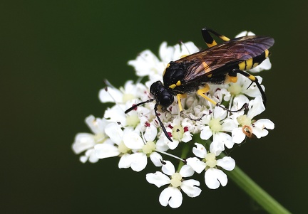 Macrophya montana 