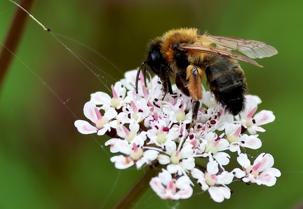 Andrena nitida