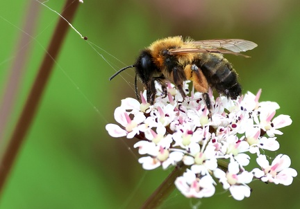 Andrena nitida-1