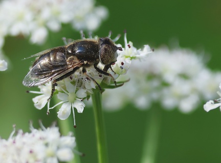 Eristalinus aeneus