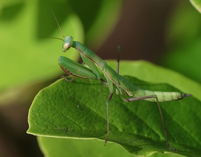 Mantis religiosa