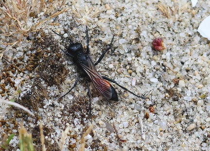 Podalonia hirsuta