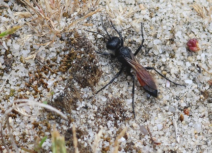 Podalonia hirsuta