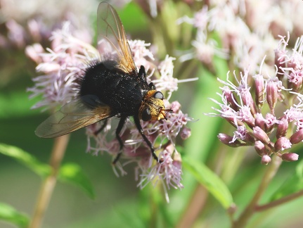 Tachina grossa-1