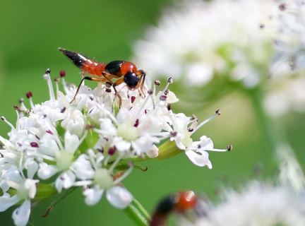 Paederus riparius-1