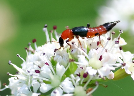 Paederus riparius