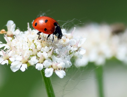 Coccinella septempunctata