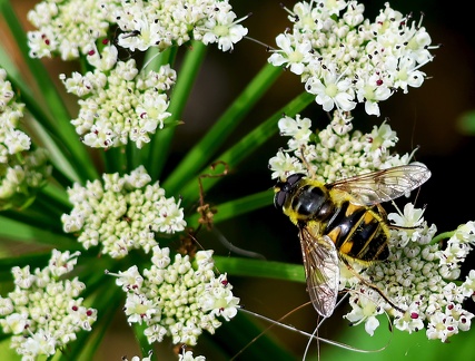 Myathropa florea