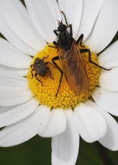 Empis tessellata