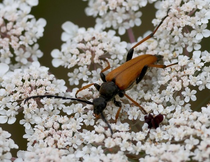 Stictoleptura rubra-2