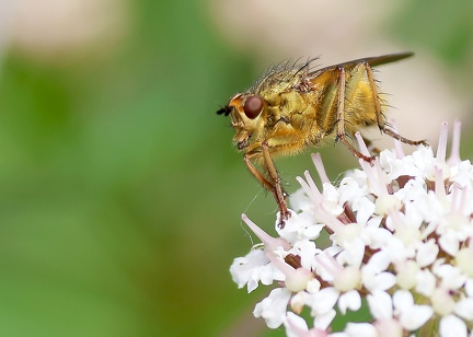 Scathophaga stercoraria