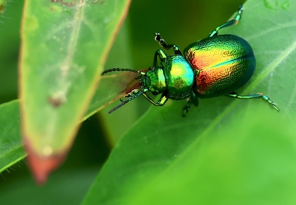 Chrysolina fastuosa-1