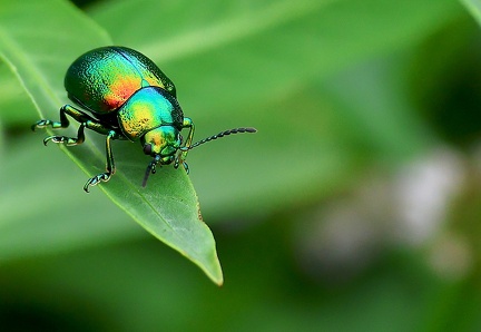 Chrysolina fastuosa-2
