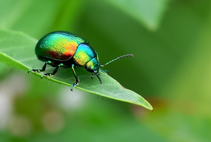 Chrysolina fastuosa